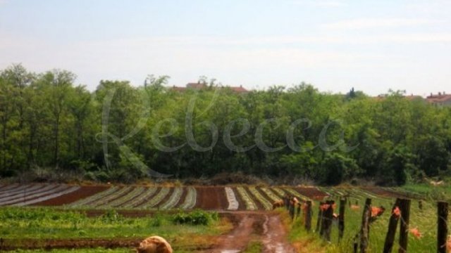 Zemljište, Vinkuran Thumbnail