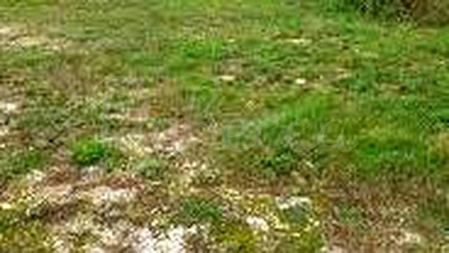 Land, Peroj Thumbnail