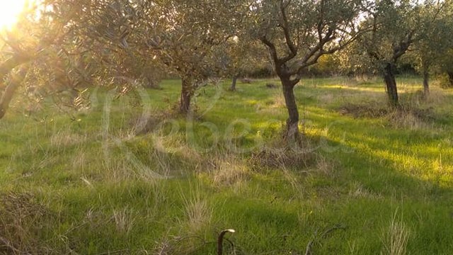 Land, Peroj Thumbnail