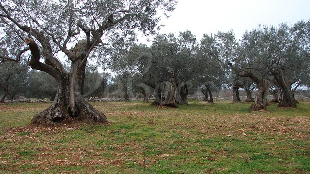 Land, Vodnjan Thumbnail